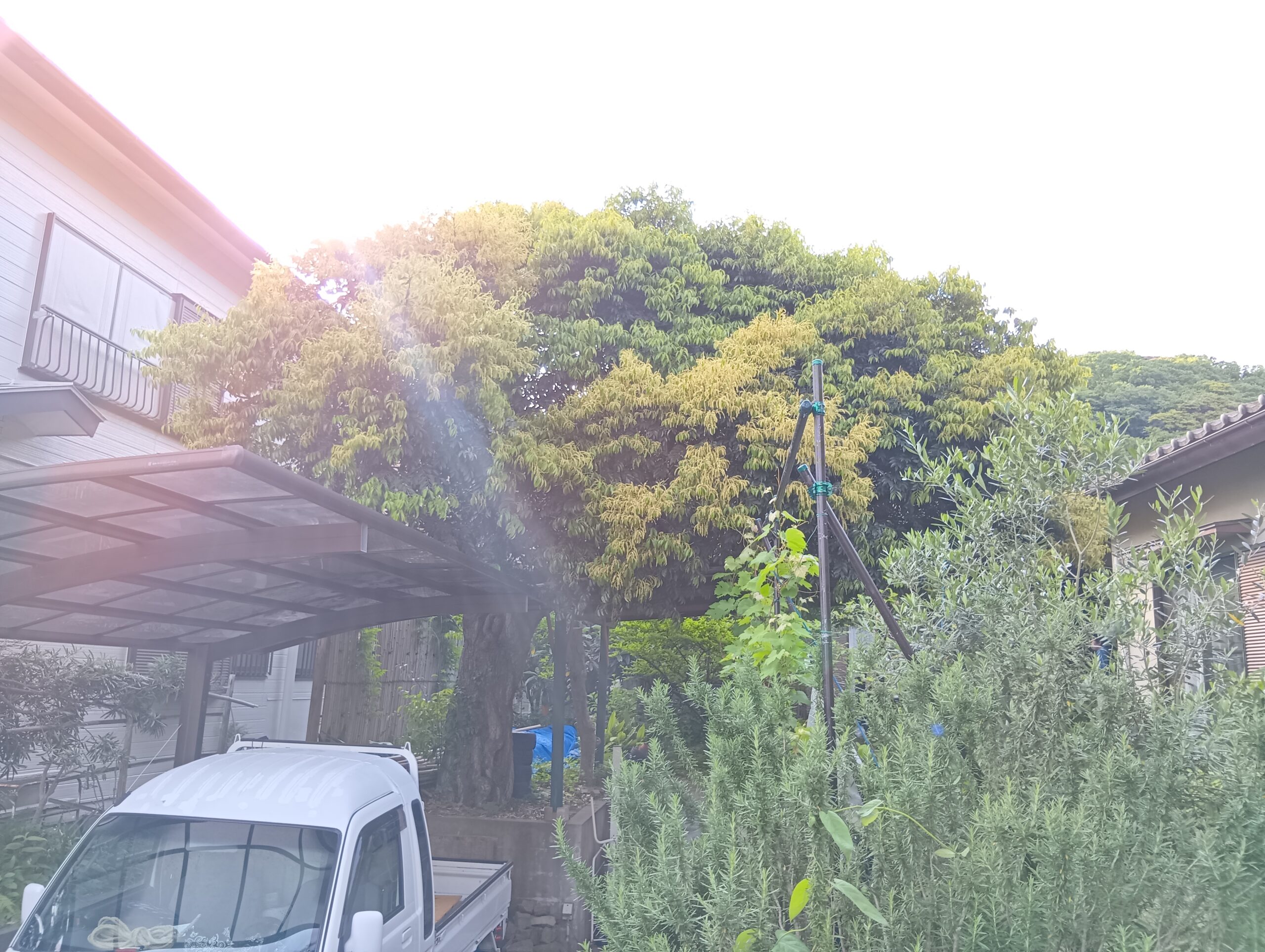 シイノキ剪定 作業前