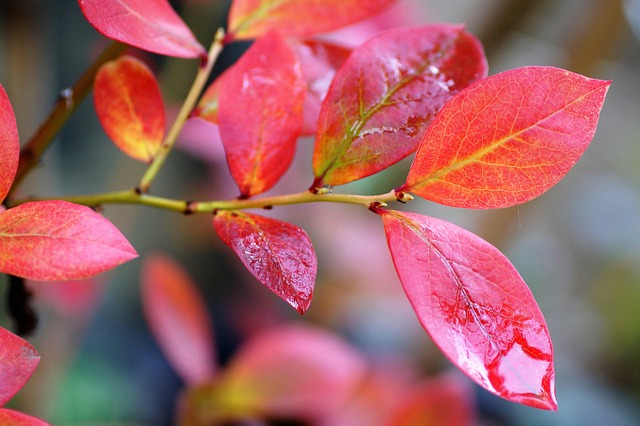 ブルーベリーの紅葉
