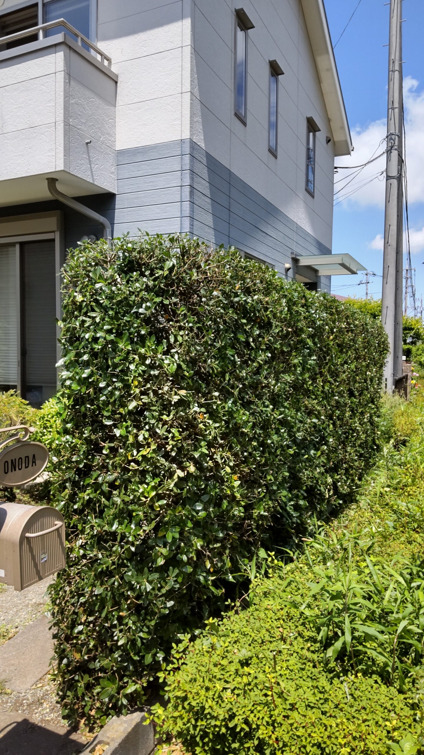 ウバメガシ生垣手入 作業後