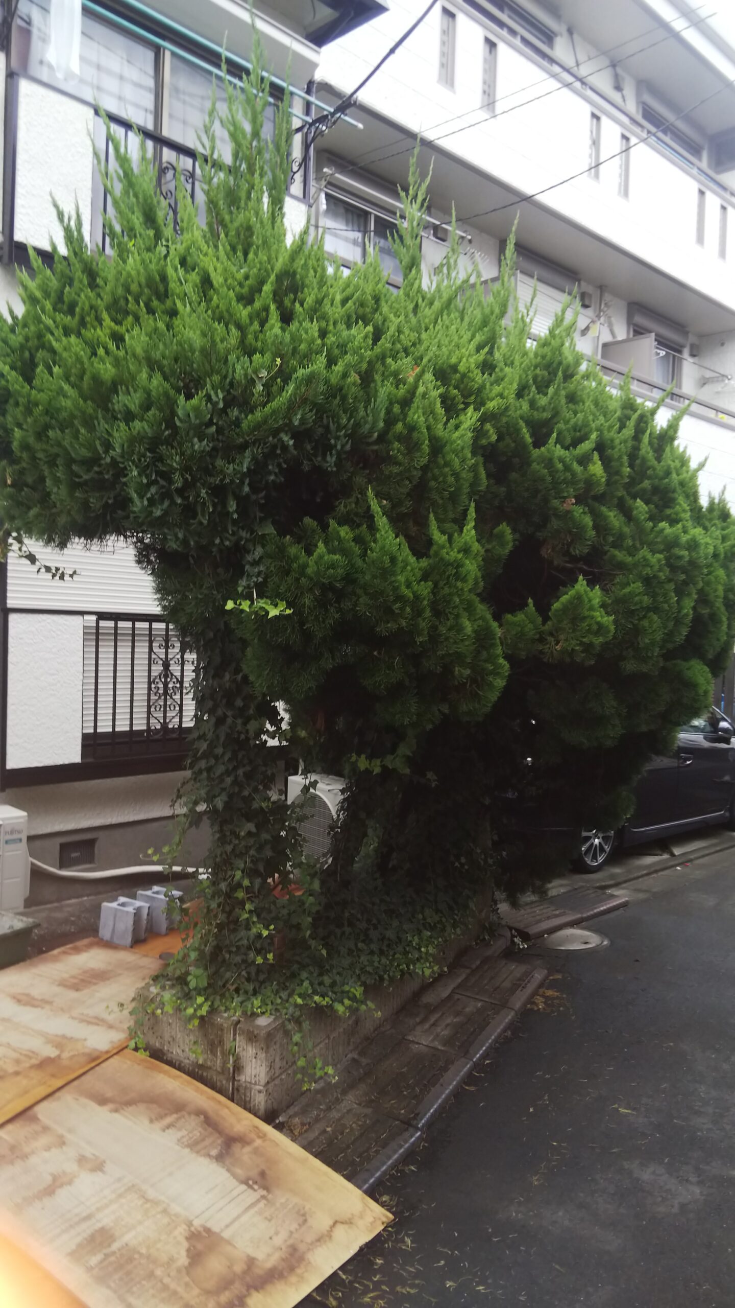カイズカイブキ・マサキ植替え 作業前