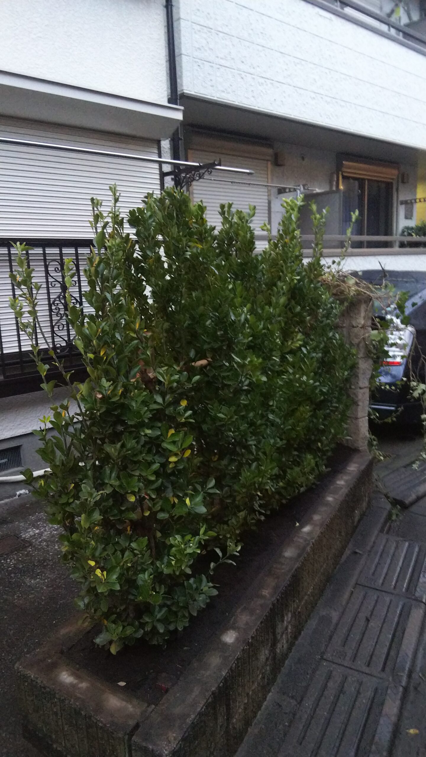 カイズカイブキ・マサキ植替え 作業後別アングル