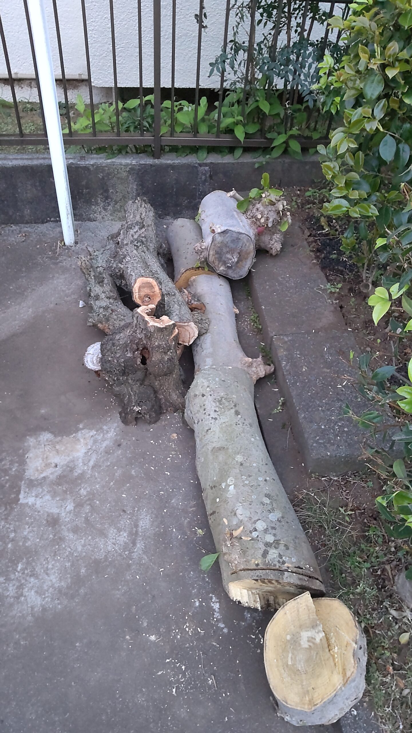 モクレン伐採 発生材