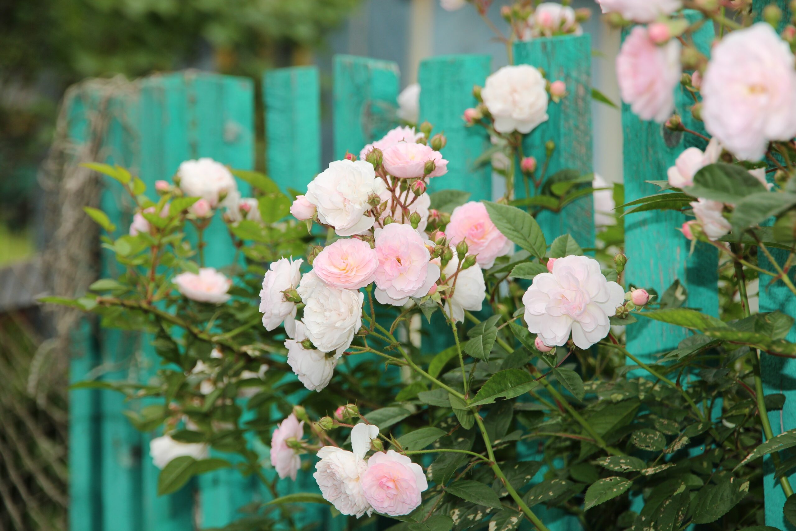 つる性植物でつくった生垣(つるバラ)